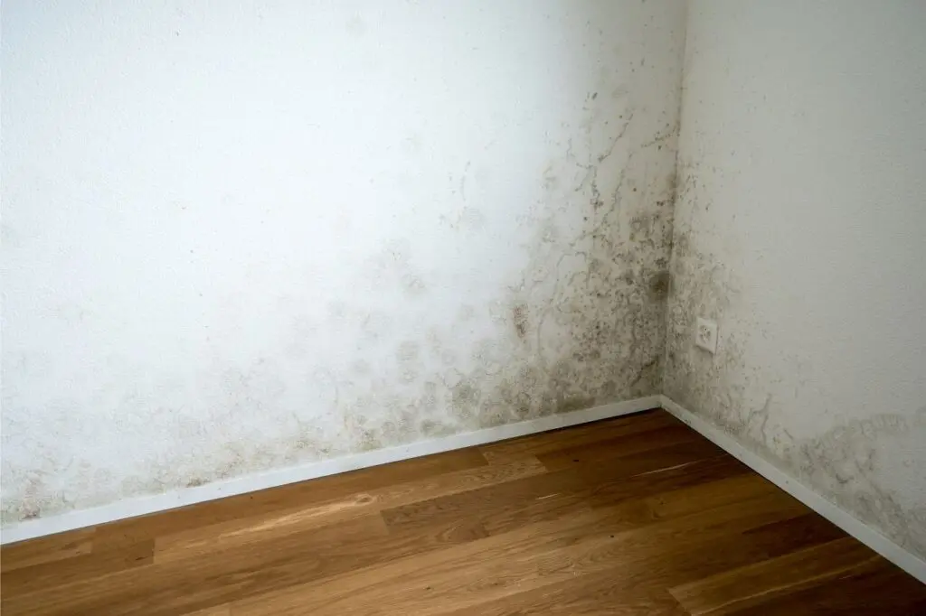 Moho en casa: cómo eliminarlo y prevenirlo para proteger tu salud y tu vivienda