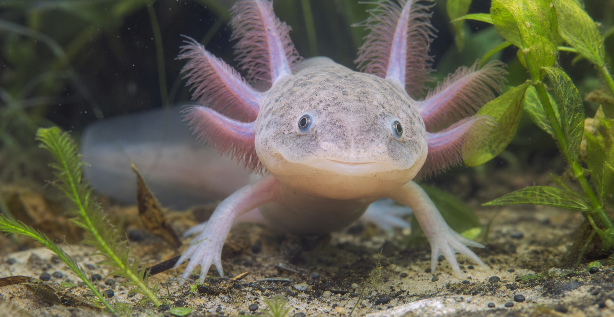 Ajolote mexicano entre plantas acuáticas en un entorno de agua dulce