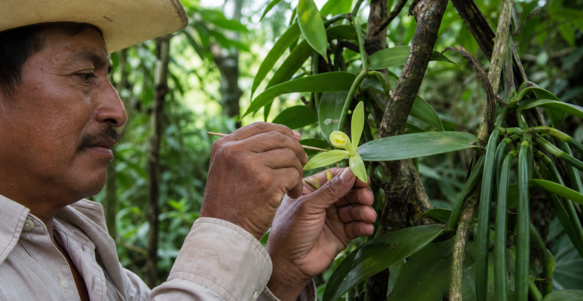 Productor revisa flores de vainilla en un huerto sombreado de Papantla, Veracruz, durante la polinización manual.